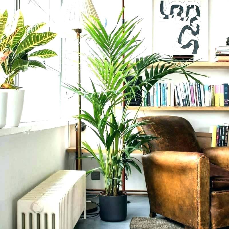 interior design trends 2020, large houseplant behind leather chair