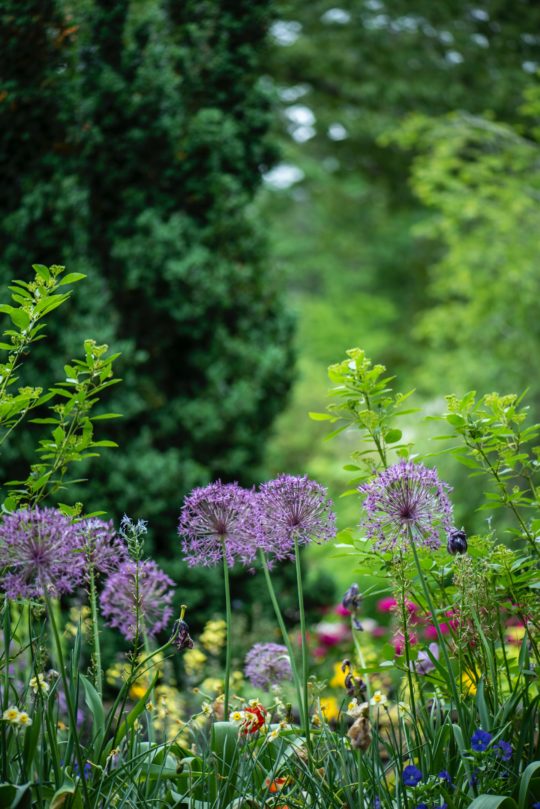 A vibrant garden scene with tall, round purple allium flowers in the foreground. Lush green foliage and various colorful blooms fill the background, embodying the latest garden trends in a rich and lively display of nature. A large, dark green coniferous tree’s foliage is visible to the left.