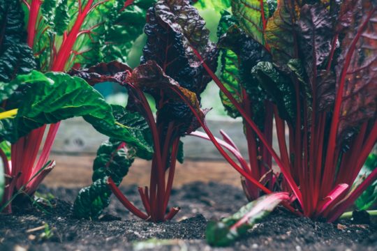 A close-up of vibrant Swiss chard plants growing in a garden showcases the latest garden trends. The chard's deep green and red-veined leaves are prominently displayed. The red stems contrast beautifully with the dark, nutrient-rich soil in which they are planted.