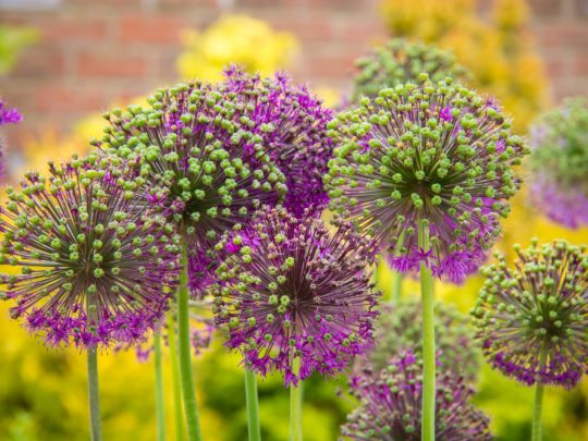 Close-up photograph of vibrant alliums in bloom. The spherical flowers, a highlight of current garden trends, are composed of many small, purple florets with green tips, set against a background of yellow and brick hues, creating a striking contrast.