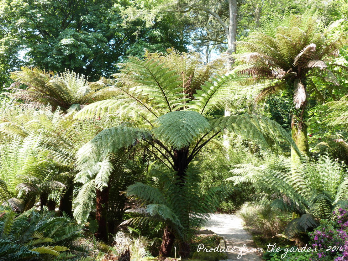 A lush, fantasy garden scene with tall, vibrant green ferns and various trees creating a dense canopy. A narrow, winding pathway cuts through the foliage, leading deeper into the greenery. The sunlight filters through, casting dappled shadows on the ground. Text reads, "Produced by Jean the gardener – 2016.