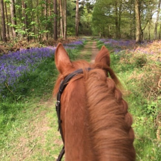 View sitting on a horse, bluebell woods