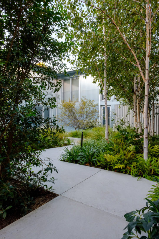 A serene garden walkway, reflecting the latest garden trends, is lined with lush green plants, ferns, and tall birch trees leading to a modern building with a metallic facade. The smooth concrete path is bordered by thriving shrubs and foliage, creating a peaceful and inviting atmosphere.