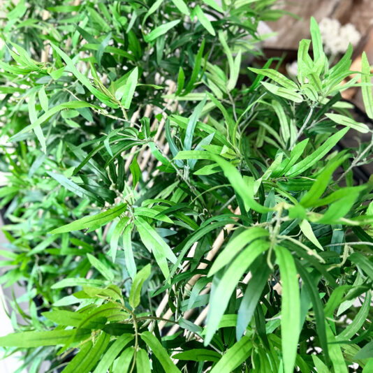 Set Of 2 Artificial Bamboo Planter Screens Lush green foliage with long, slender leaves surrounds the Faux White Agapanthus in Glazed Bowl (Copy), creating a vibrant and dense display.